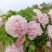菏泽牡丹花苗大苗正宗观赏重瓣牡丹盆栽室内外庭院种植牡丹苗