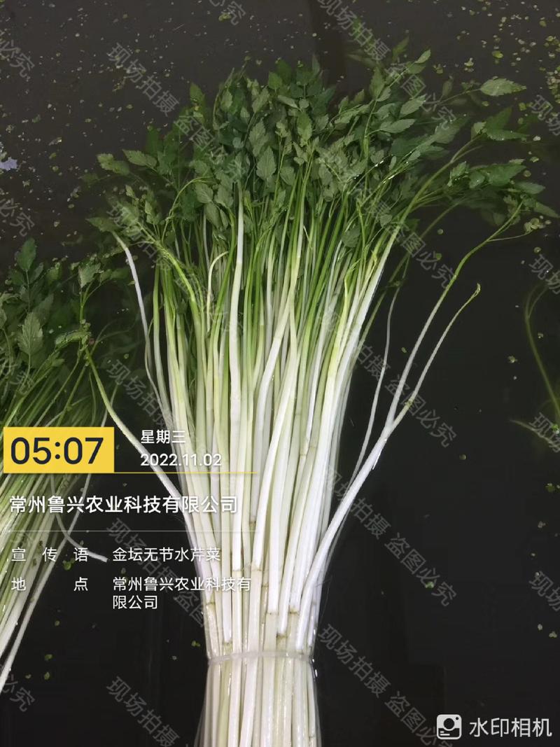 【芹菜】精品水芹产地直发可视频看货长期供应欢迎咨询