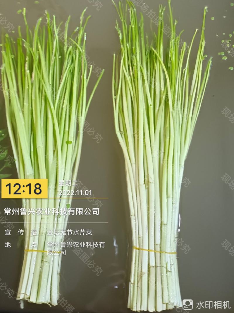 【芹菜】水芹菜无节水芹菜去叶去根品质保证量大从优