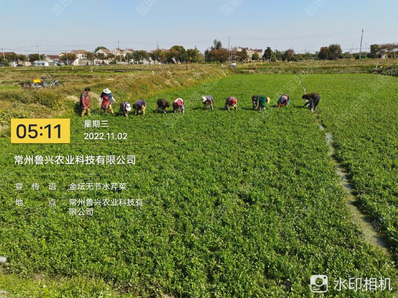 【芹菜】水芹菜无节水芹菜去叶去根品质保证量大从优