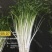 【芹菜】水芹菜无节水芹菜去叶去根品质保证量大从优