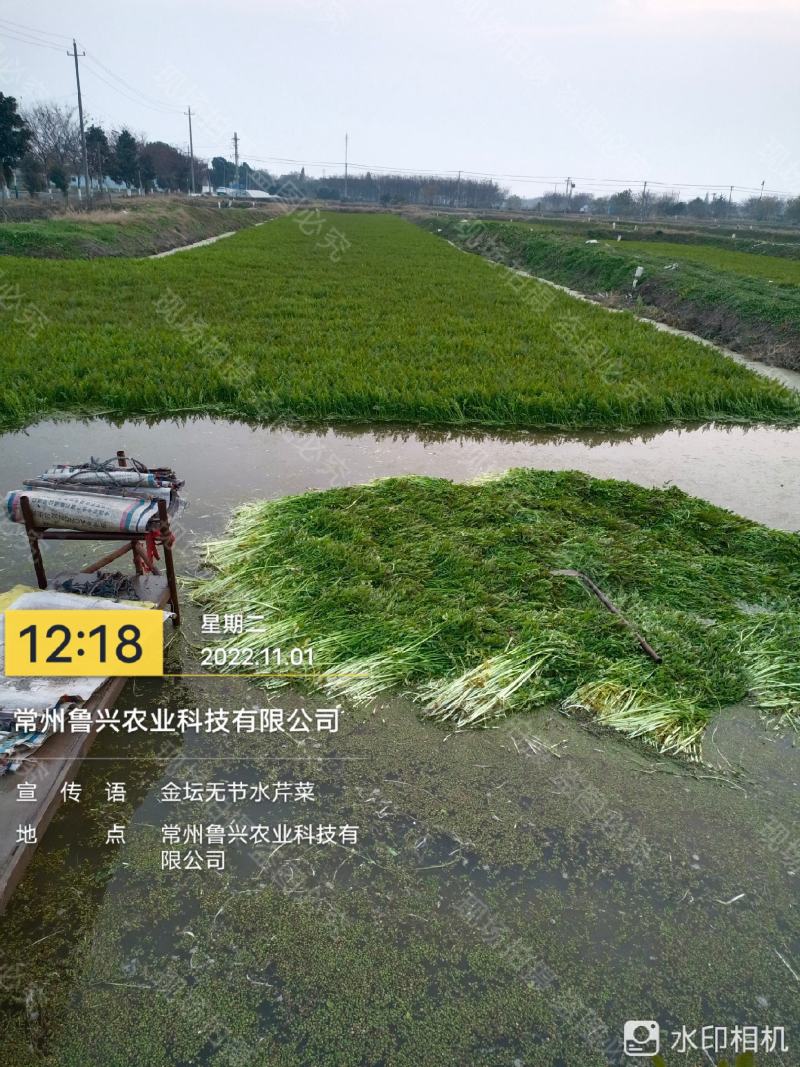 【芹菜】水芹菜无节水芹菜去叶去根品质保证量大从优