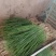 【推荐】精品优质小葱无蓝粉产地直发可视频看货对接全国