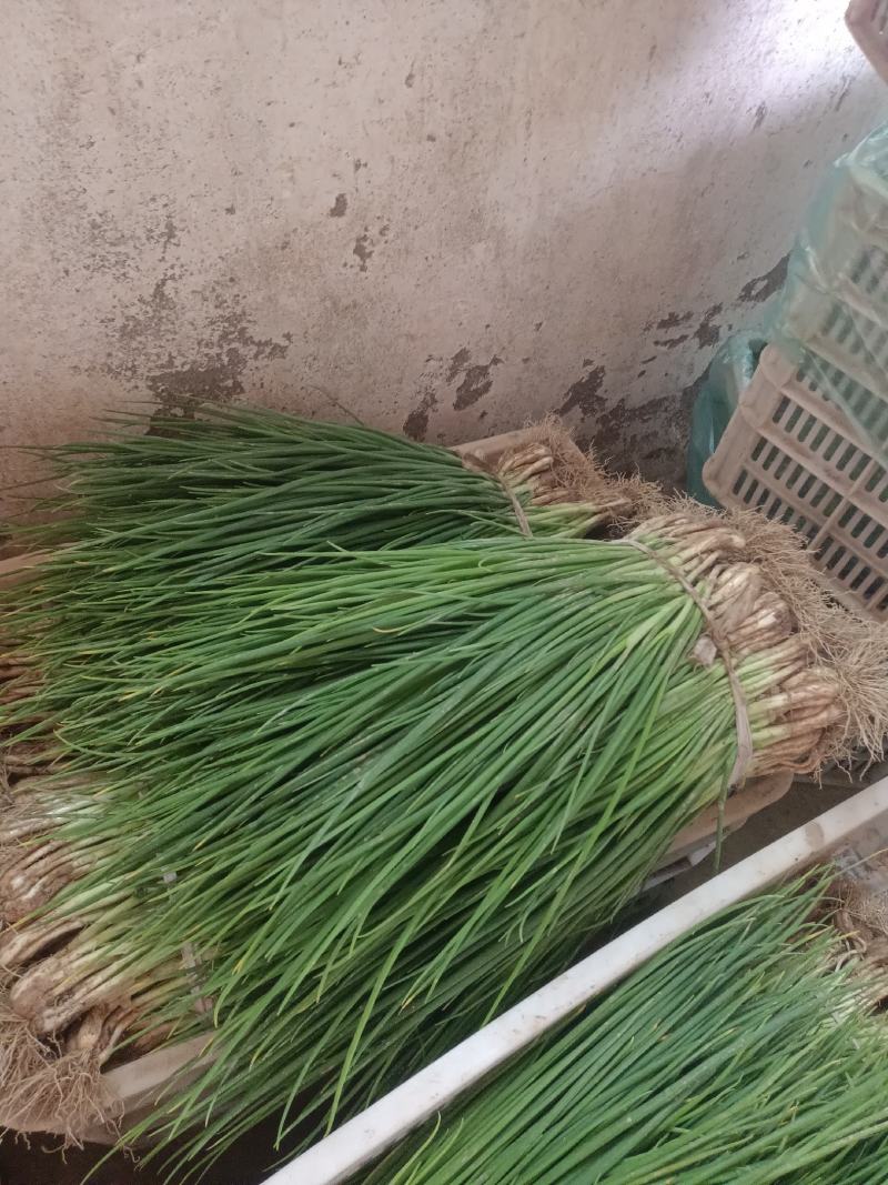 【推荐】精品优质小葱无蓝粉产地直发可视频看货对接全国