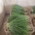 【推荐】精品优质小葱无蓝粉产地直发可视频看货对接全国