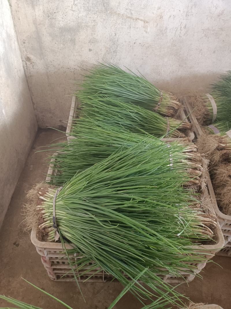 【推荐】精品优质小葱无蓝粉产地直发可视频看货对接全国