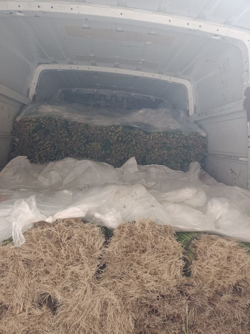 【推荐】精品优质小葱无蓝粉产地直发可视频看货对接全国