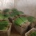 【推荐】精品优质小葱无蓝粉产地直发可视频看货对接全国
