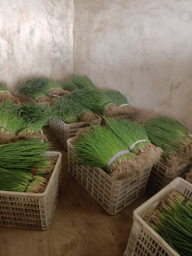 【推荐】精品优质小葱无蓝粉产地直发可视频看货对接全国