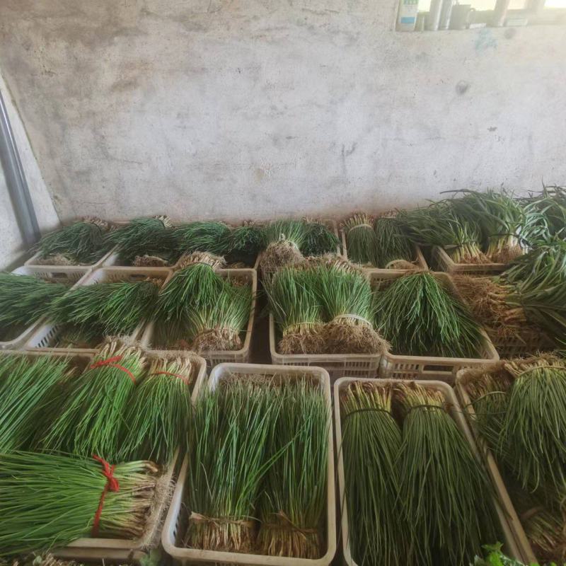 【推荐】精品优质小葱无蓝粉产地直发可视频看货对接全国