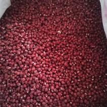 自产珍珠红小豆