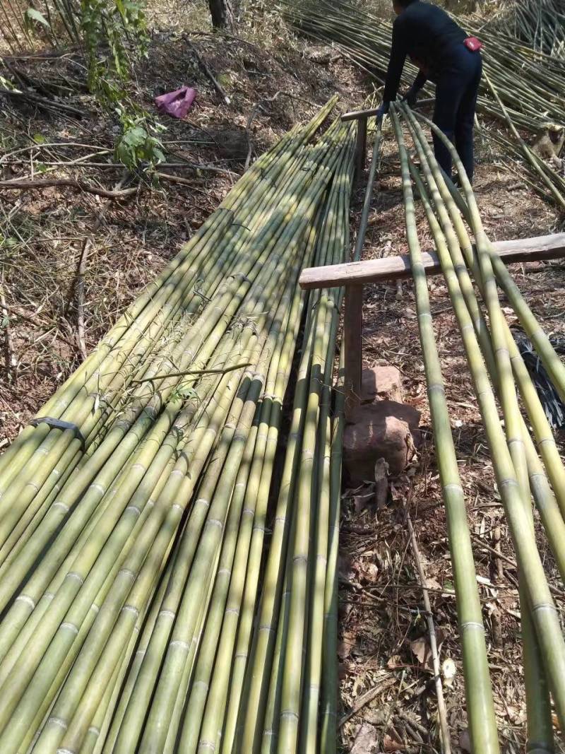 黄金竹，桂竹，豆角架，西红柿插杆，产地湖南省衡阳市竹海
