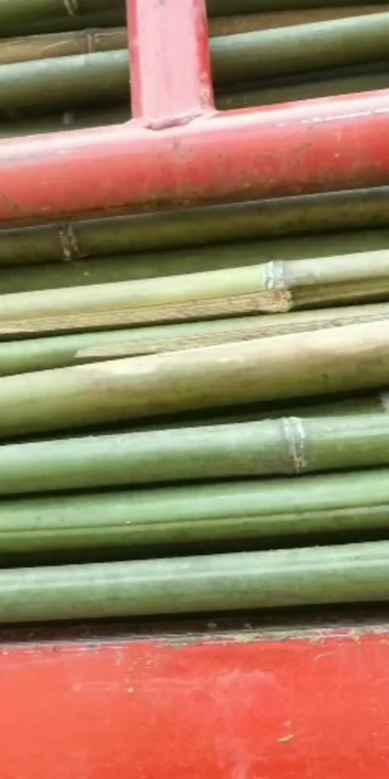 黄金竹，桂竹，豆角架，西红柿插杆，产地湖南省衡阳市竹海