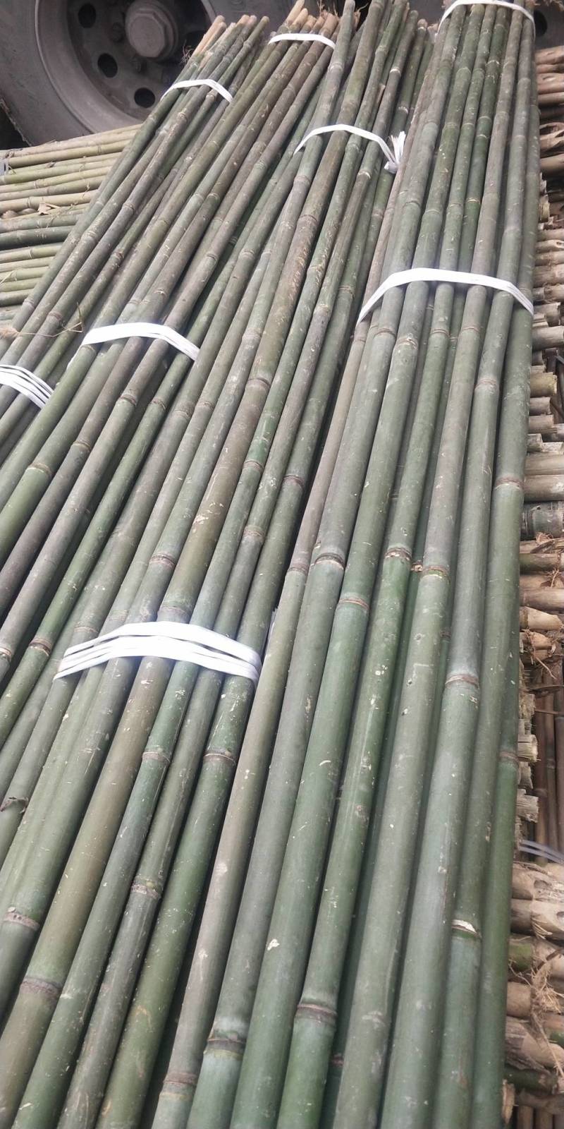黄金竹，桂竹，豆角架，西红柿插杆，产地湖南省衡阳市竹海