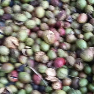 茶子