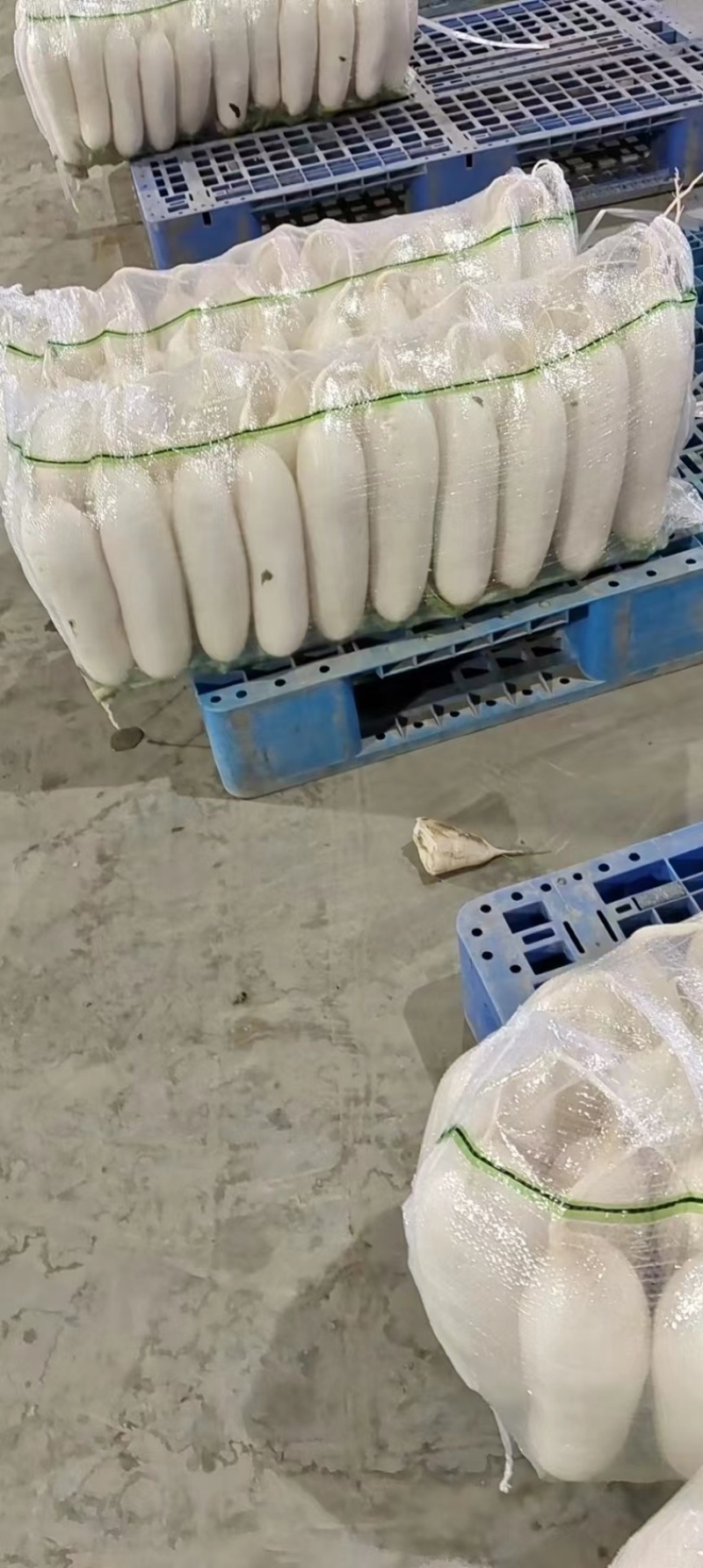 精品白萝卜三排四排五排保质保量货源稳定可持续供应