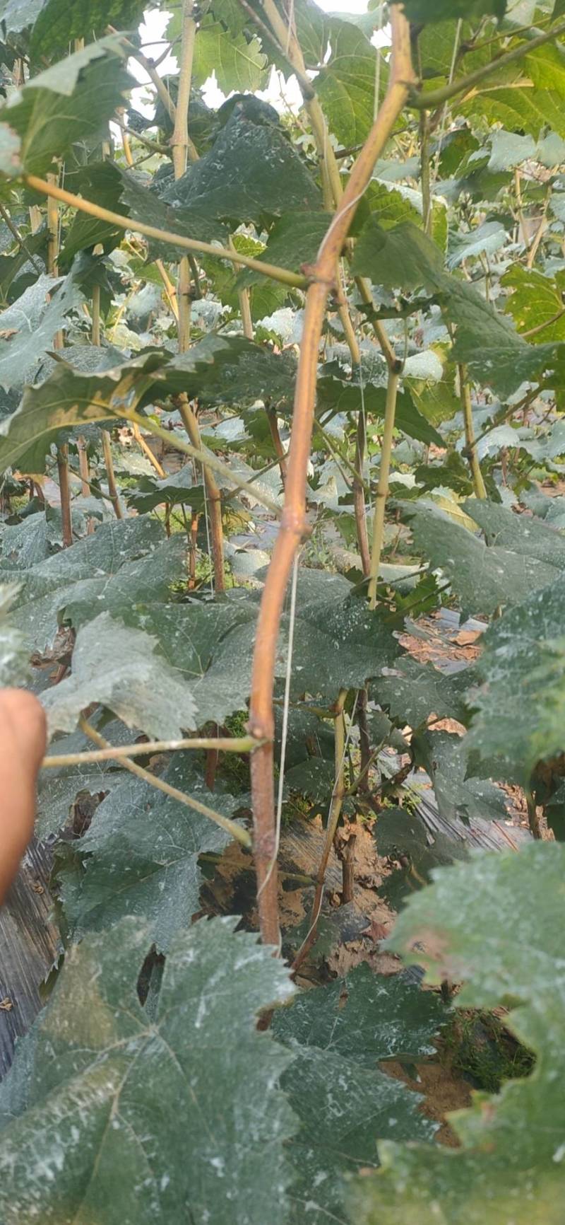 阳光玫瑰葡萄苗纯度保证成活率保证