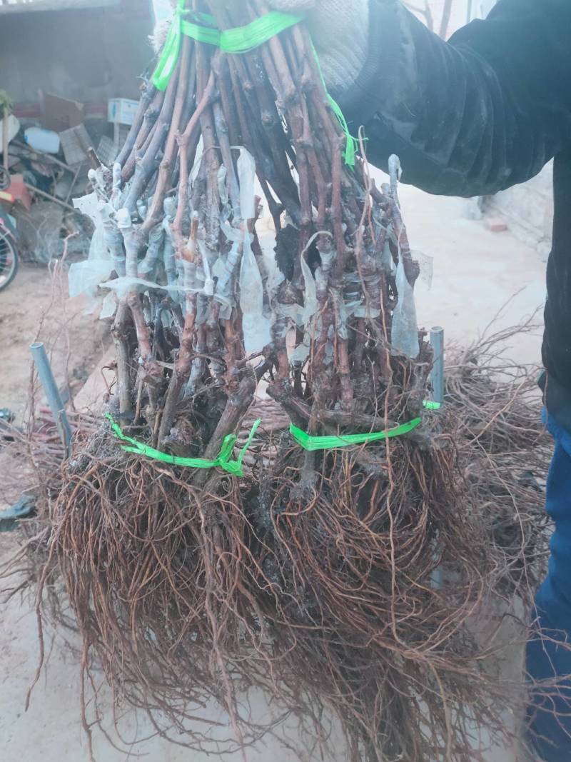 阳光玫瑰葡萄苗纯度保证成活率保证