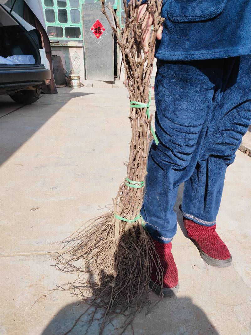 阳光玫瑰葡萄苗纯度保证成活率保证
