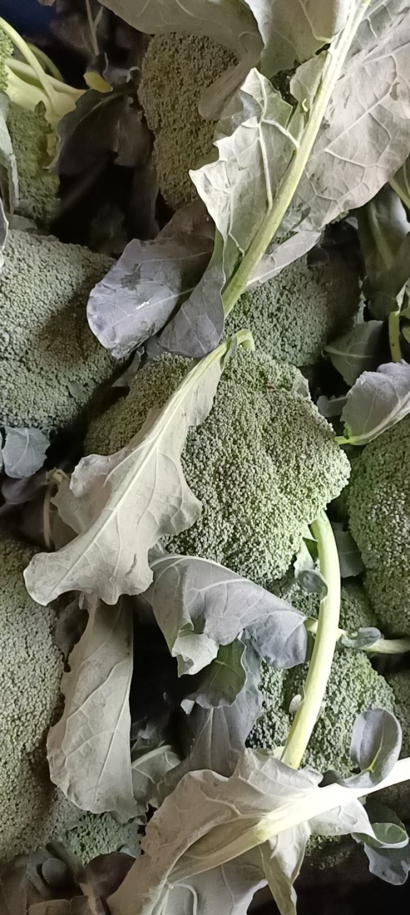 西兰花