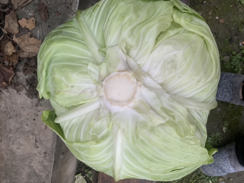 绿圆4号脆莲白松包菜，薄皮，口感脆甜，产地供货，品质好