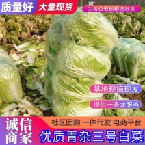 商丘白菜精品夏阳白菜产地直供，品质保证，欢迎来电。