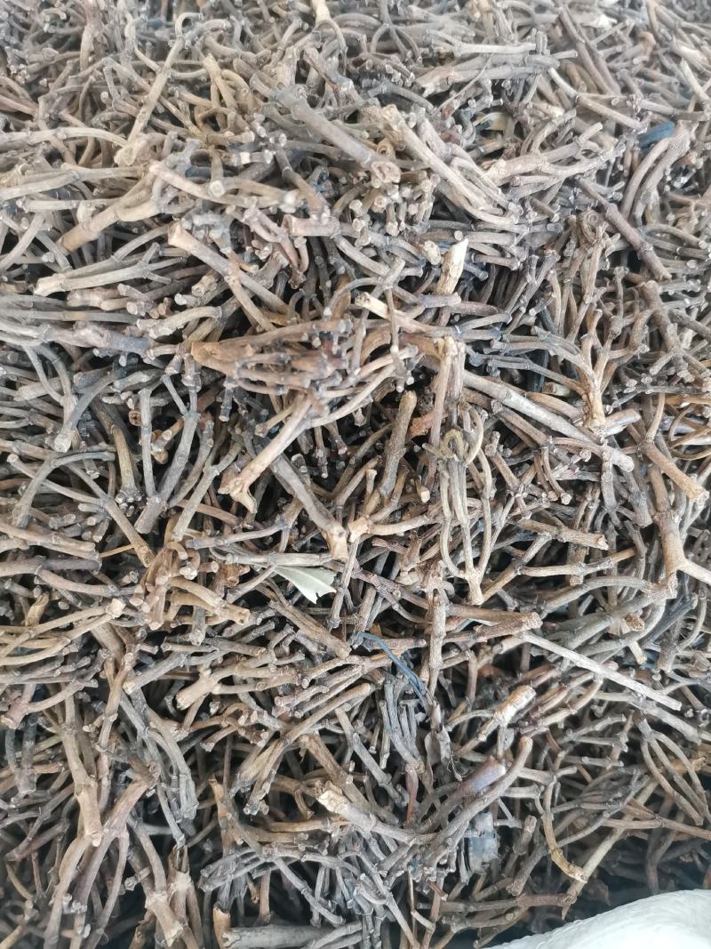 丁香（公丁香）