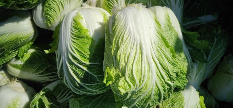 酒泉精品大白菜规格齐全大量上市全国发货