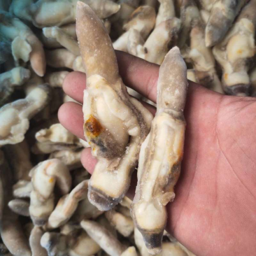 蛏子肉开嘴不开嘴海蛏无沙干冰带冰衣都有货
