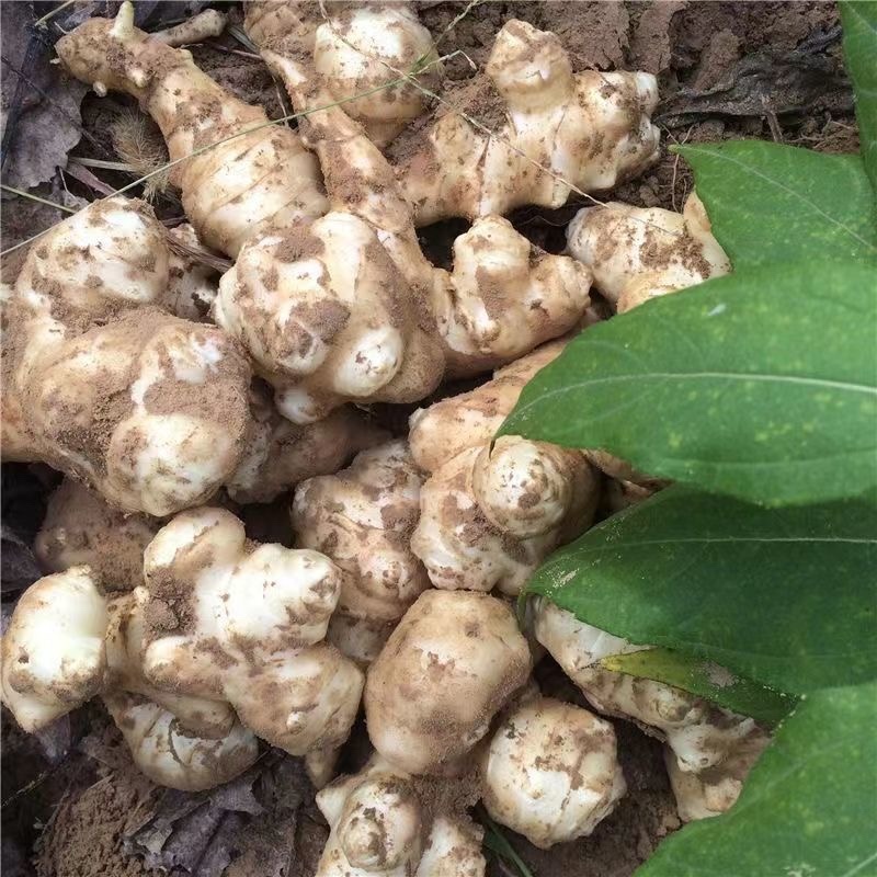 洋姜菊芋鬼子姜姜不辣山东千亩种植基地