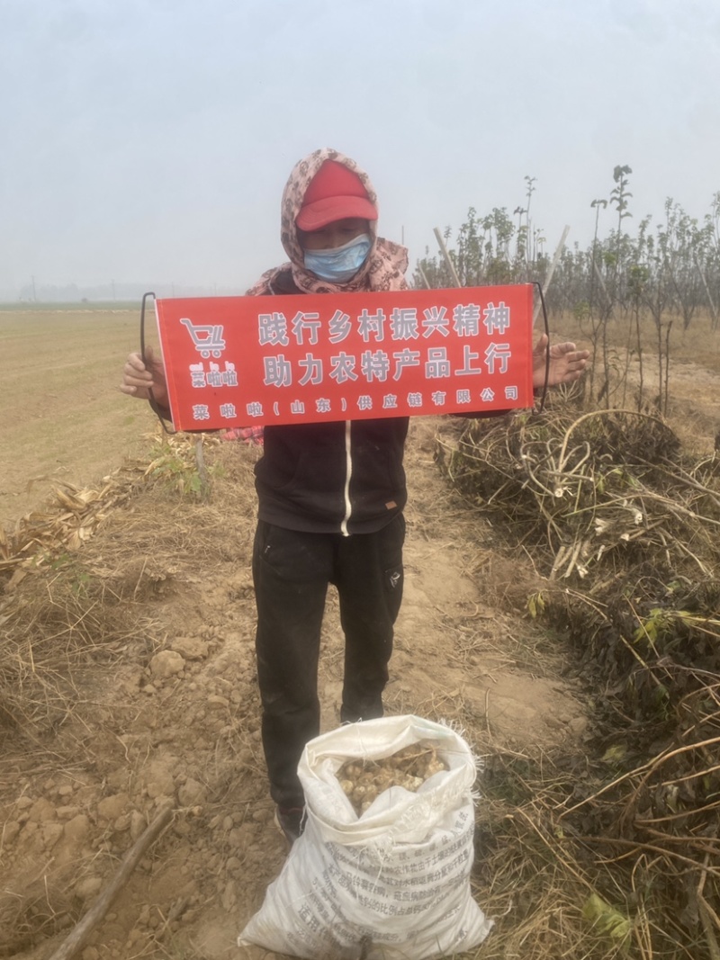 洋姜菊芋鬼子姜姜不辣山东千亩种植基地