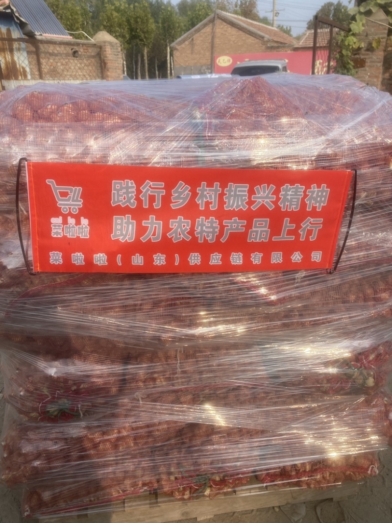 洋姜菊芋鬼子姜姜不辣山东千亩种植基地