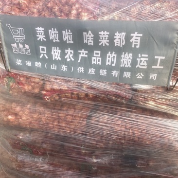 洋姜菊芋鬼子姜姜不辣山东千亩种植基地