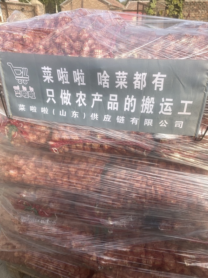 洋姜菊芋鬼子姜姜不辣山东千亩种植基地