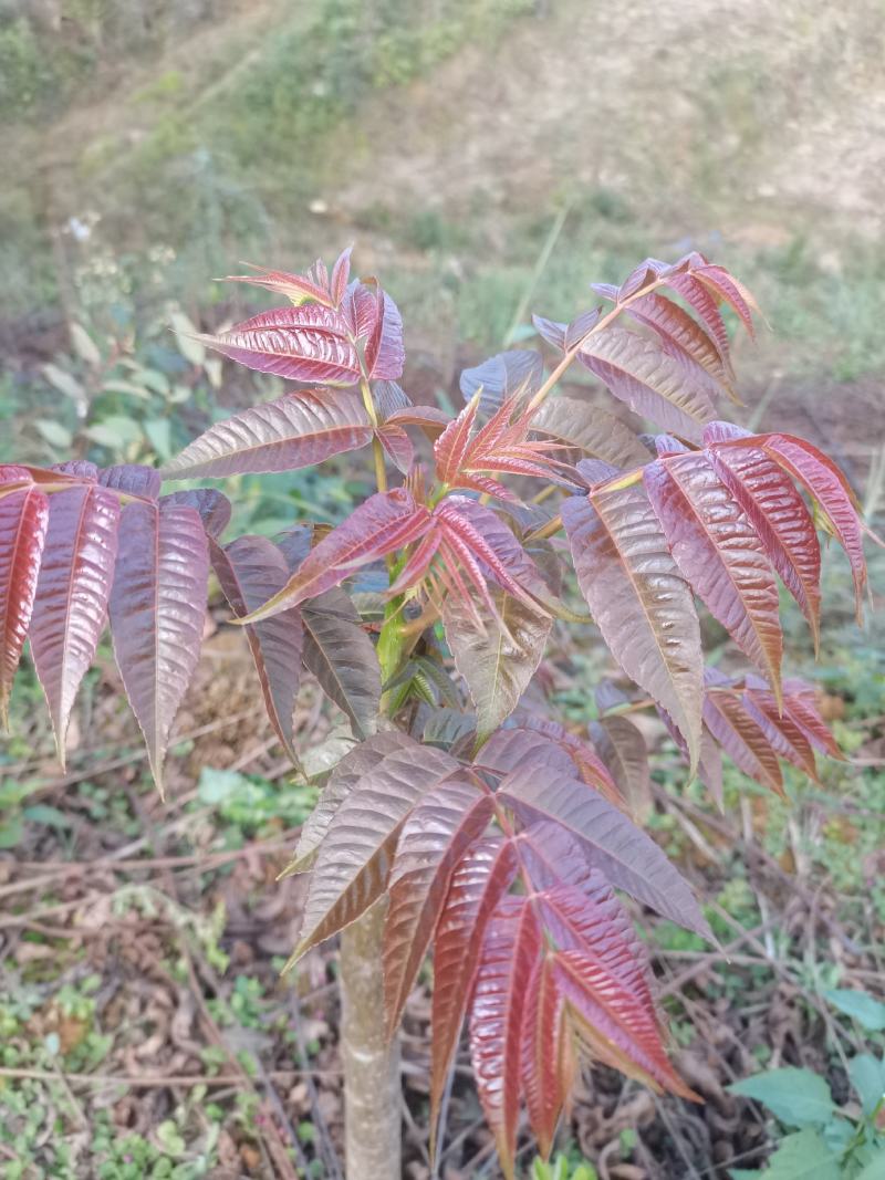 云南香椿芽/高山种植不打药/批发一件代发/电商供应