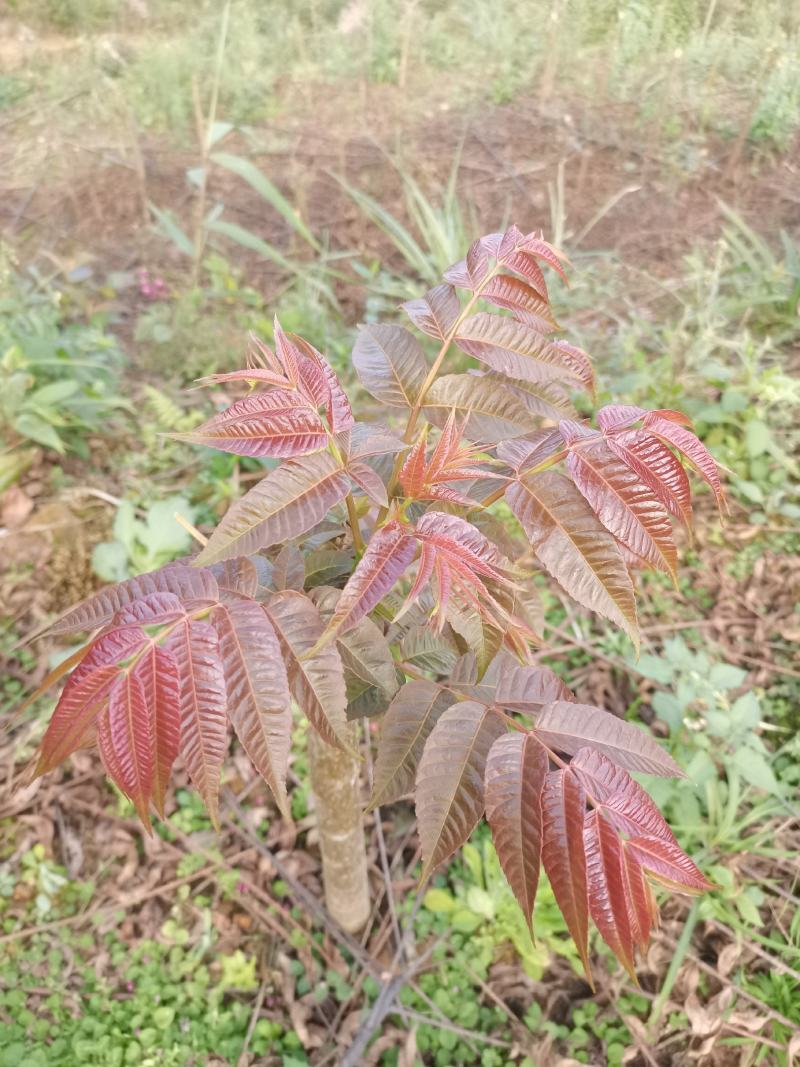 云南香椿芽/高山种植不打药/批发一件代发/电商供应