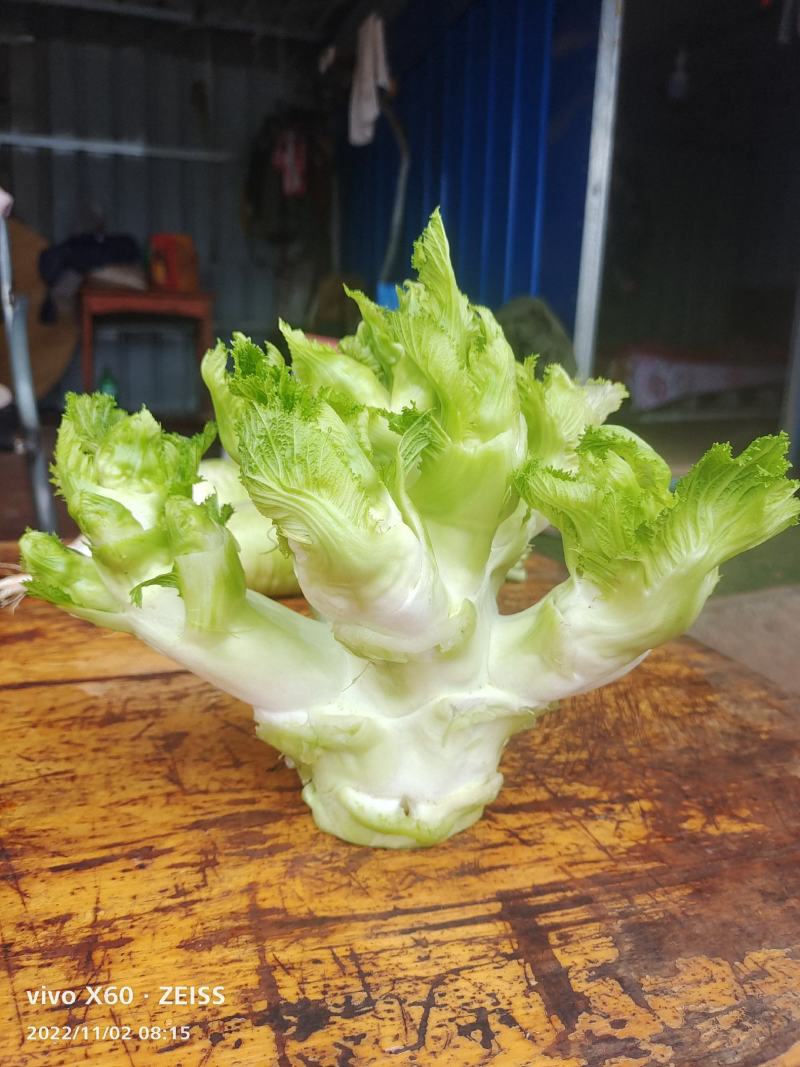 基地儿菜，品质保证，需要的老板联系