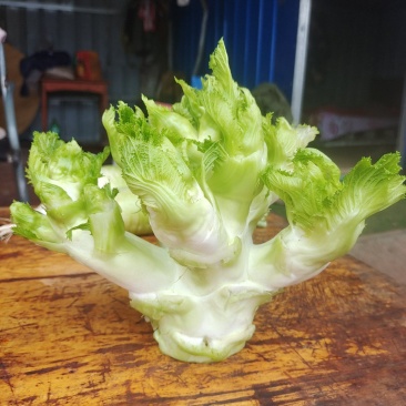 基地儿菜，品质保证，需要的老板联系