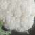 花菜，鲜菜，净菜，散花，乳白色，青梗，小米粒，个头均匀。