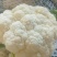 花菜，鲜菜，净菜，散花，乳白色，青梗，小米粒，个头均匀。