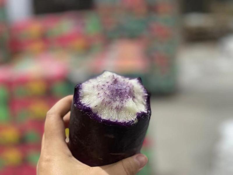 山东潍坊紫美人冰激凌萝卜，产地大量现货价格便宜