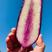 山东潍坊紫美人冰激凌萝卜，产地大量现货价格便宜