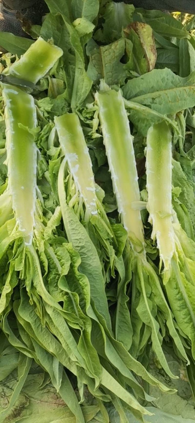 数棵莴苣价格便宜大量上市