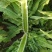 数棵莴苣价格便宜大量上市