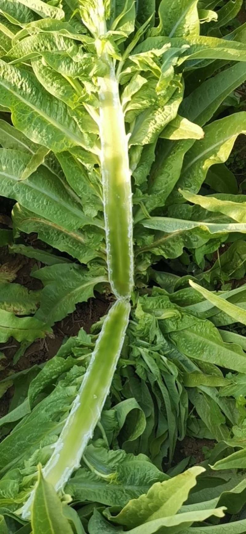 数棵莴苣价格便宜大量上市