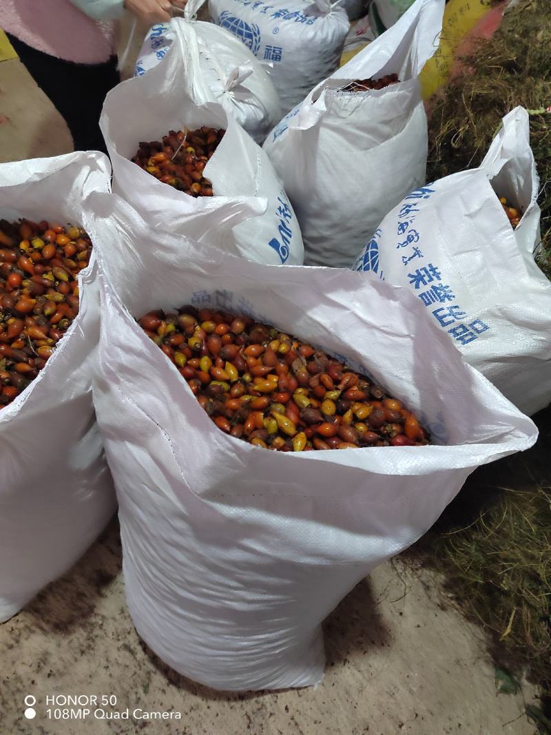 广西桂林金樱子鲜货，一手货源，量大价优