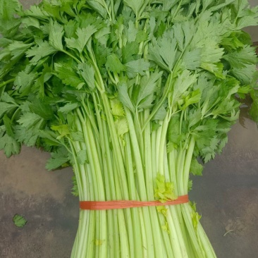 精品芹菜，价格便宜，保质保量