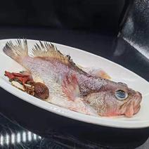 红鳍斑鱼（蒜瓣肉质，活鱼品质）