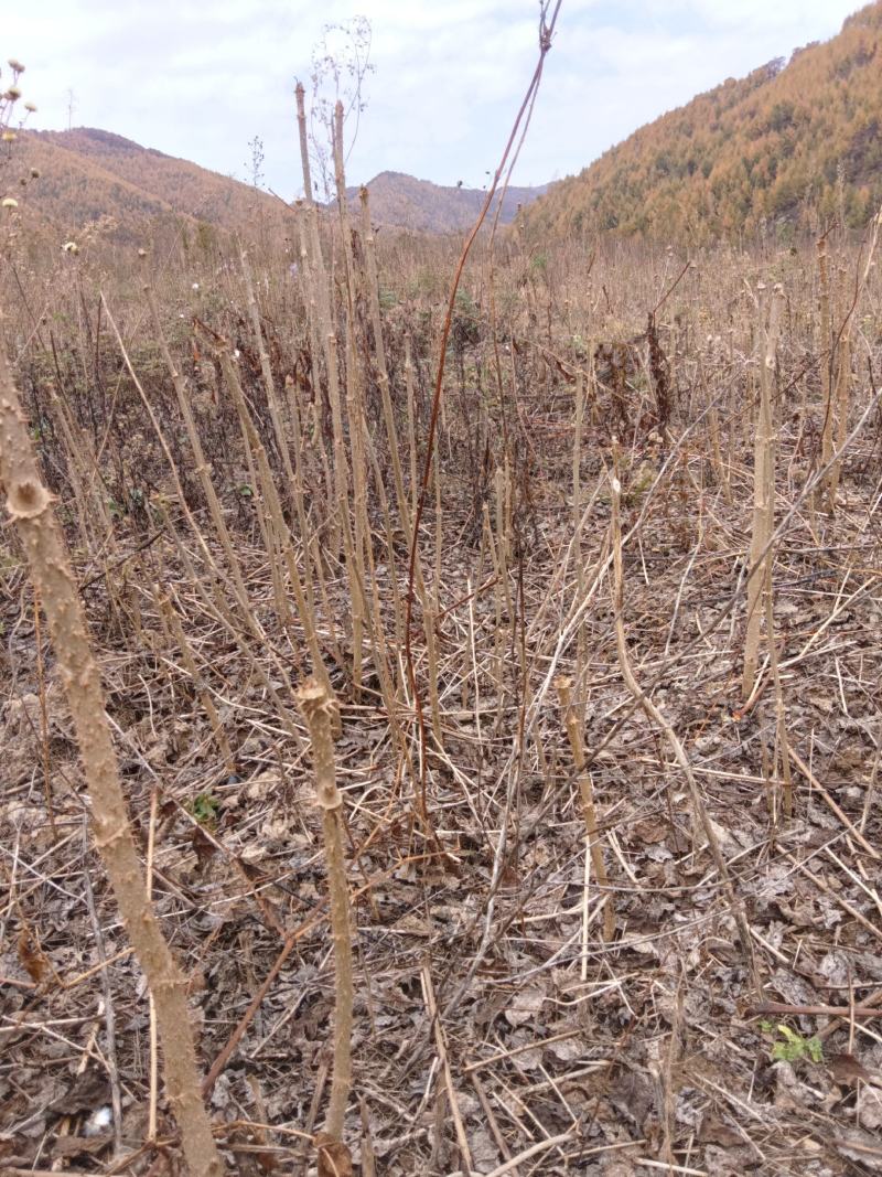 乌龙头苗，刺嫩芽苗，刺老包苗
