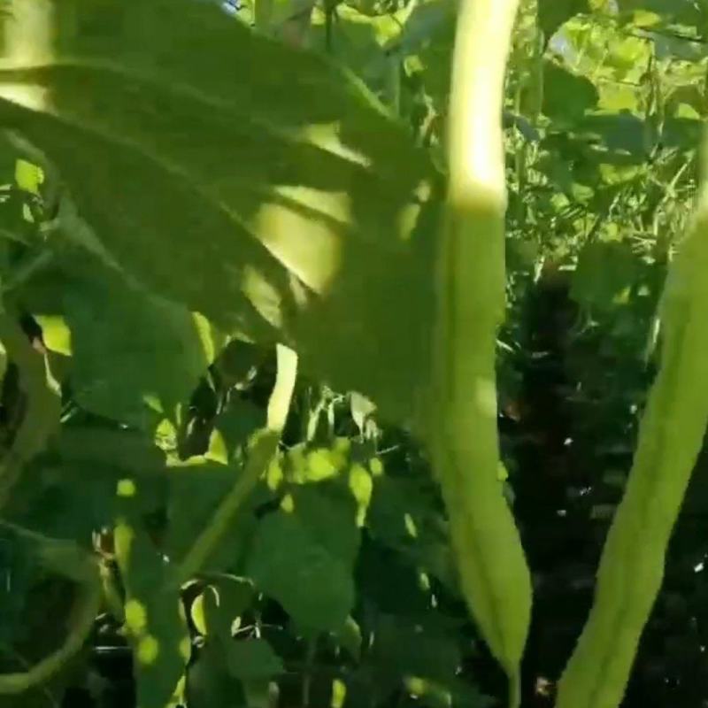 云南德宏无筋豆